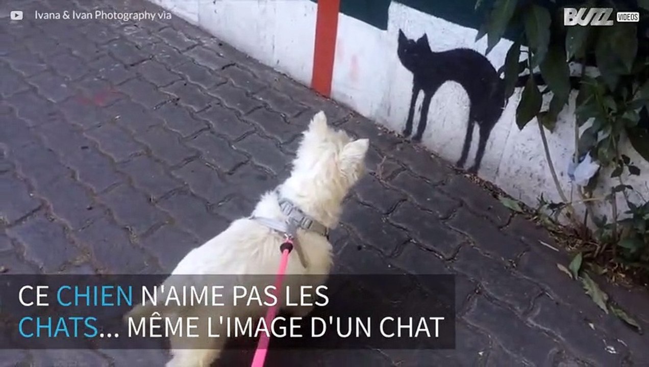 Ce chien croise l'image d'un chat et est glacé par la peur