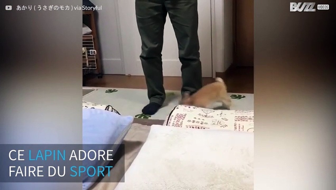 Matinée sportive pour ce lapin