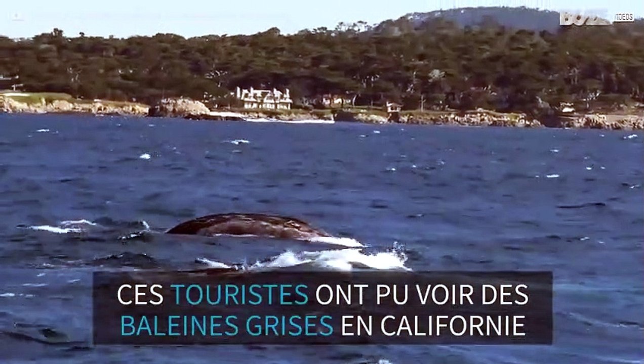 Migration: le spectacle des baleines grises et d'un lion de mer