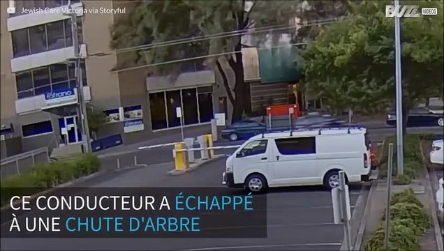 Australie: un conducteur manque de se faire écraser par un arbre