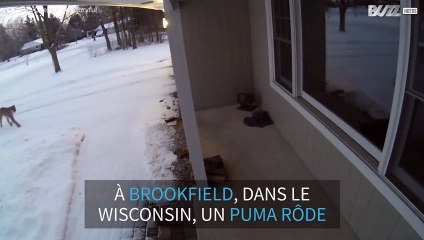 Quand un puma frappe à la porte!