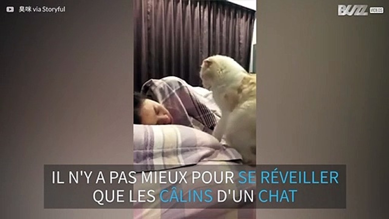 Un chat qui a faim est un excellent réveil-matin!