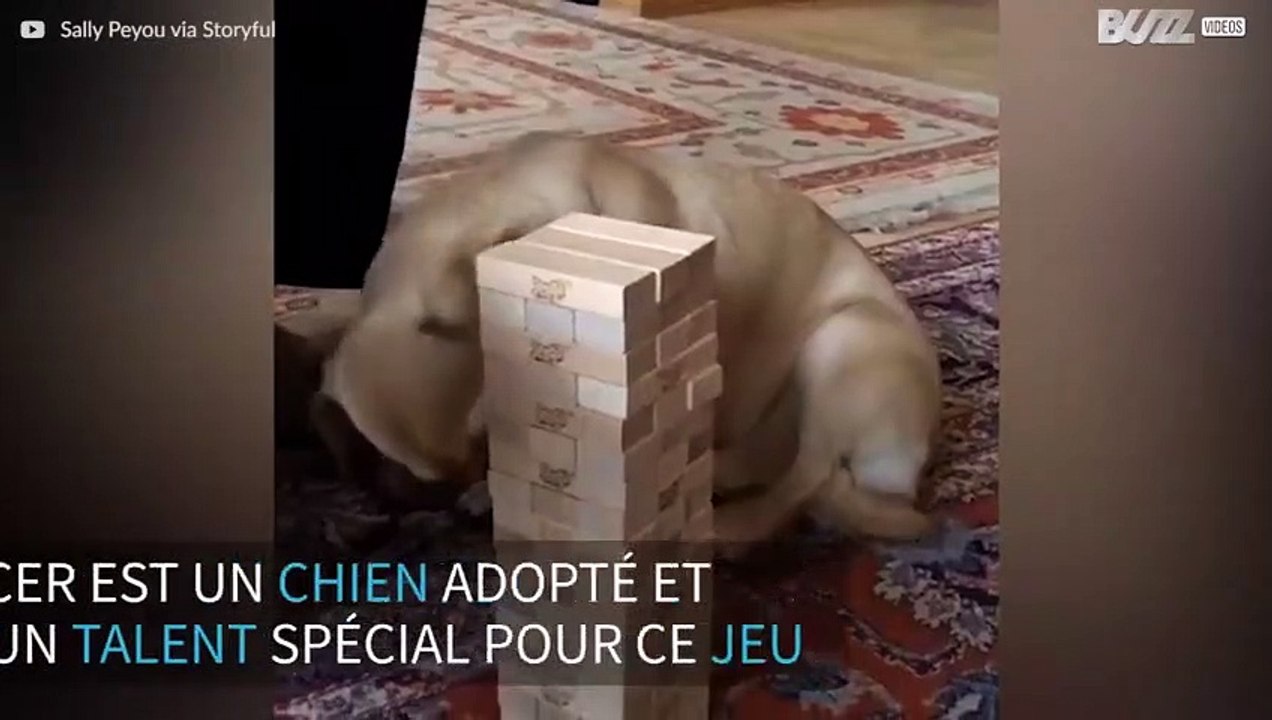 Ce chien est un joueur de Jenga hors pair!