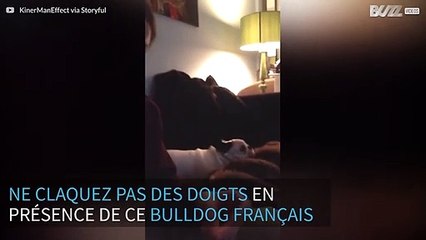 Ce bulldog français devient dingue quand vous claquez des doigts