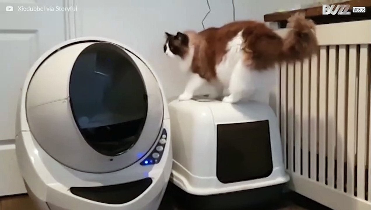 Timo le chat et sa litière du futur