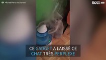 Un chat essaye d'attraper de la vapeur