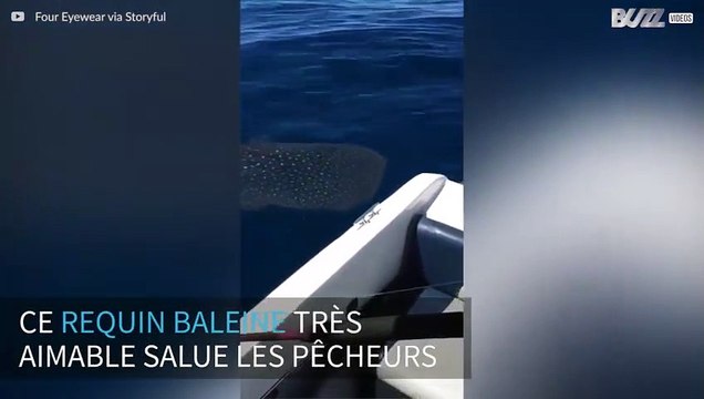Un requin baleine curieux vient saluer des pêcheurs