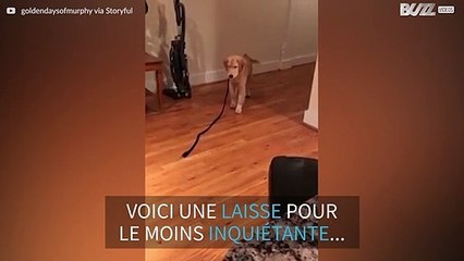Ce Golden Retriever n'apprécie pas être suivi par sa propre laisse