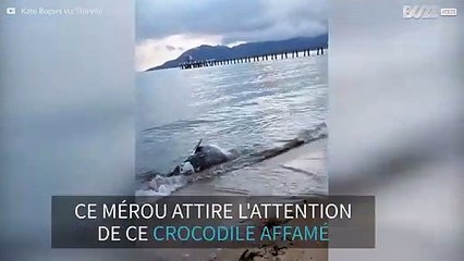 Un crocodile se nourrit d'un mérou mort sur la plage