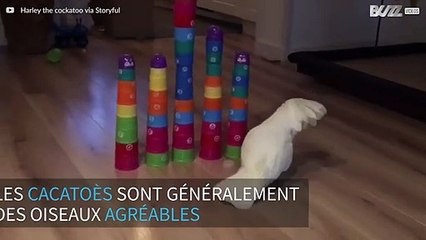 Voici Harley, le cacatoès destructeur