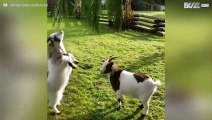 Une chèvre se fait attaquer par sa meilleure amie