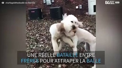 Collision en plein air entre deux chiens
