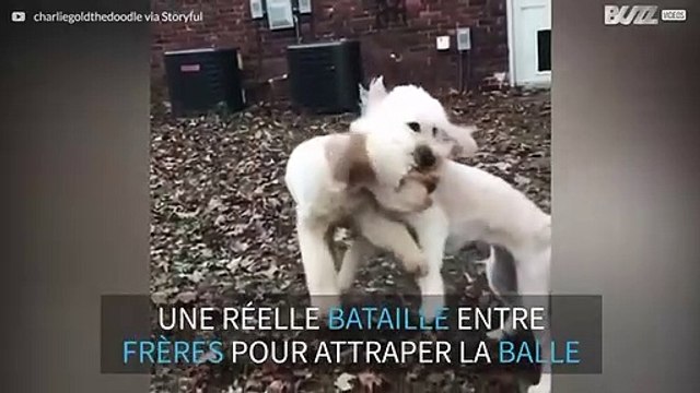Collision en plein air entre deux chiens