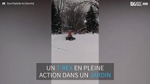 Les dinosaures aiment la neige aussi!