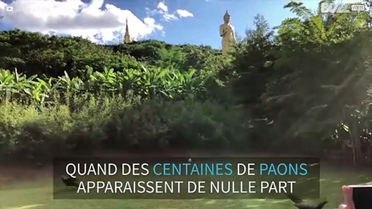 Des centaines de paons envahissent un temple chinois
