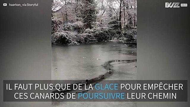 Des canards se fraient un chemin sur un lac gelé