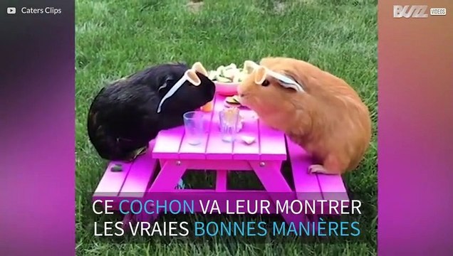 Le pique-nique de ces cochons d'Inde est interrompu par un intrus