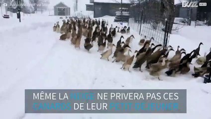 Rien n'empêchera ces canards de prendre leur petit déjeuner