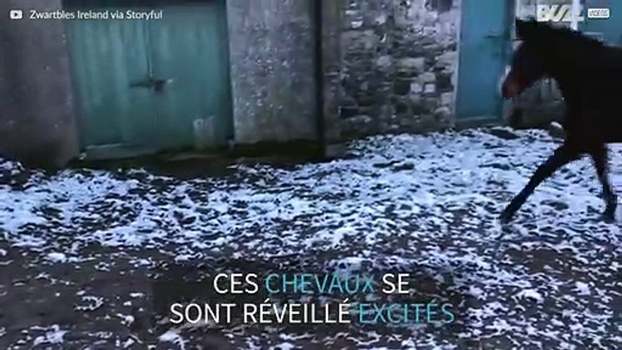 La neige... c'est froid! Ces chevaux en fond l'expérience