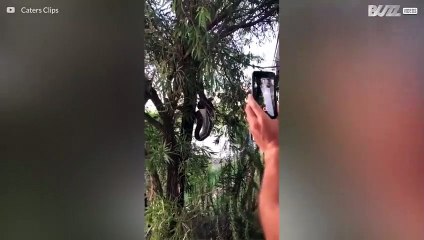Un serpent pendu à un arbre décore un opossum