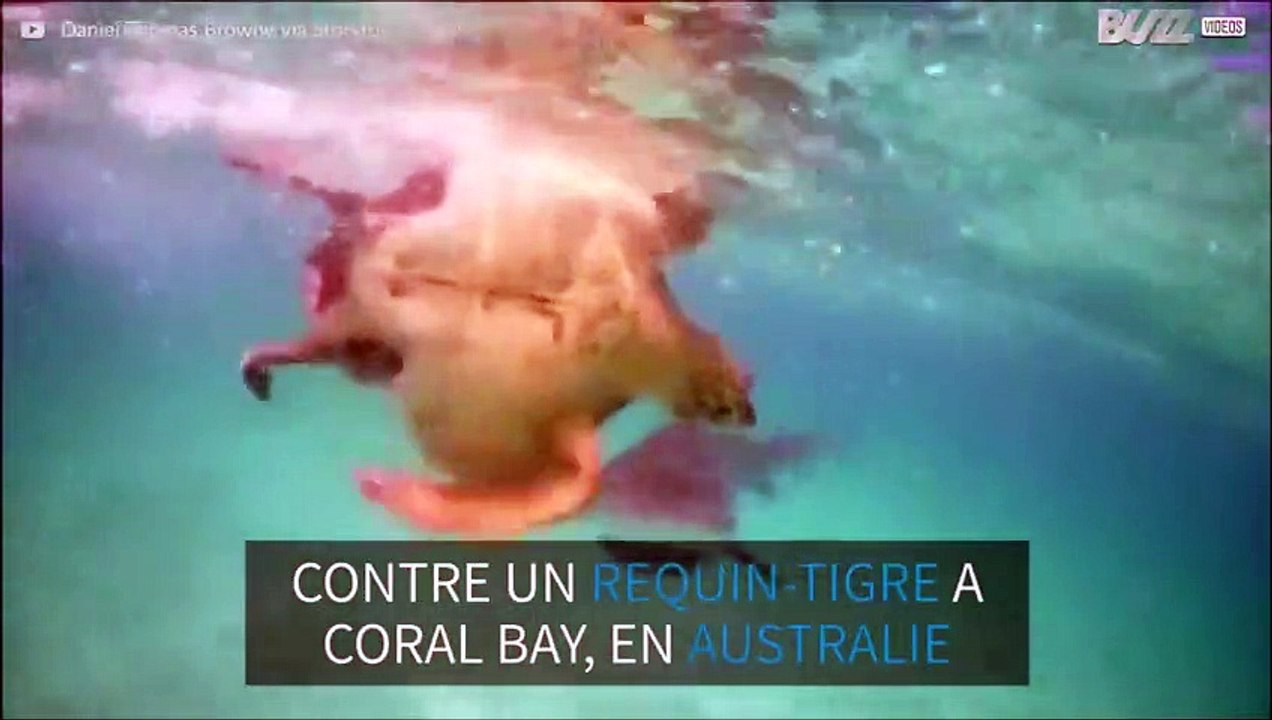 Une tortue perd un combat contre un requin
