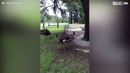 L'étrange danse des émeus