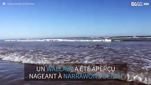 Un adorable wallaby s'amuse dans les vagues d'une plage australienne