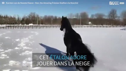 Sauts de joies pour ce cheval qui adore la neige