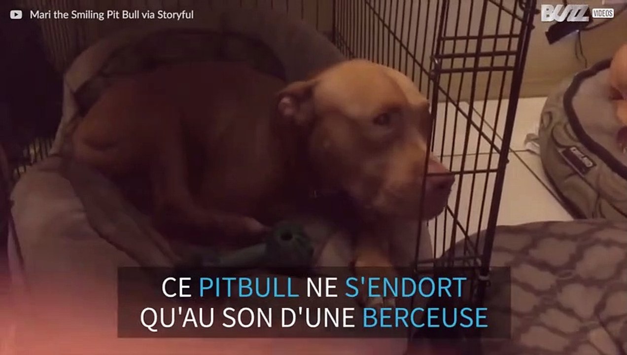 Un adorable chien s'endort alors que son maître lui chante une berceuse