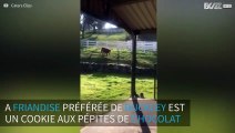 Ce veau traverse les champs à toute allure pour une friandise!