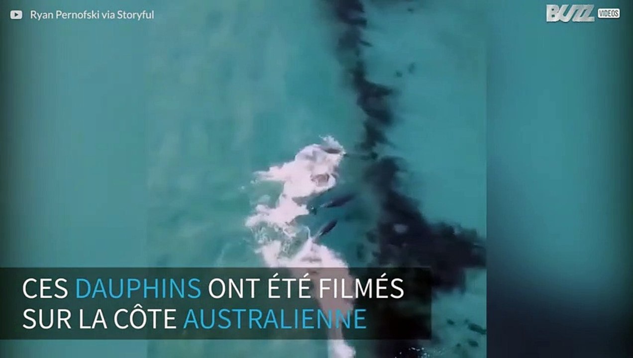 Des dauphins surfeurs en Australie