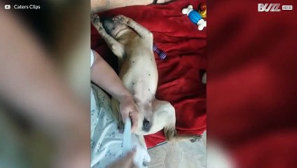 Ce shar-pei aime les manucures!