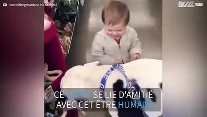 Un chien énorme se lie d'amitié avec un enfant