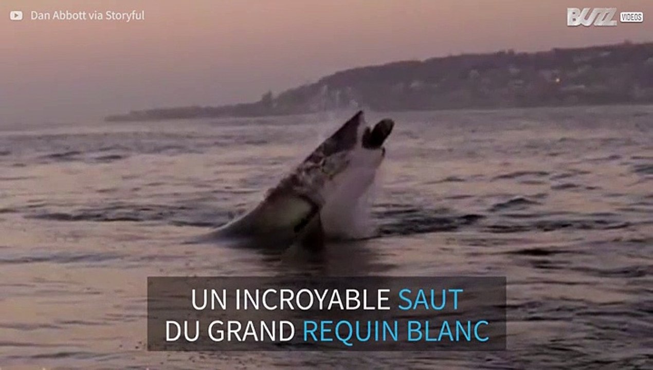 Un grand requin blanc sort de l'eau