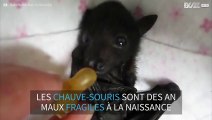 Un adorable bébé chauve-souris prend son biberon