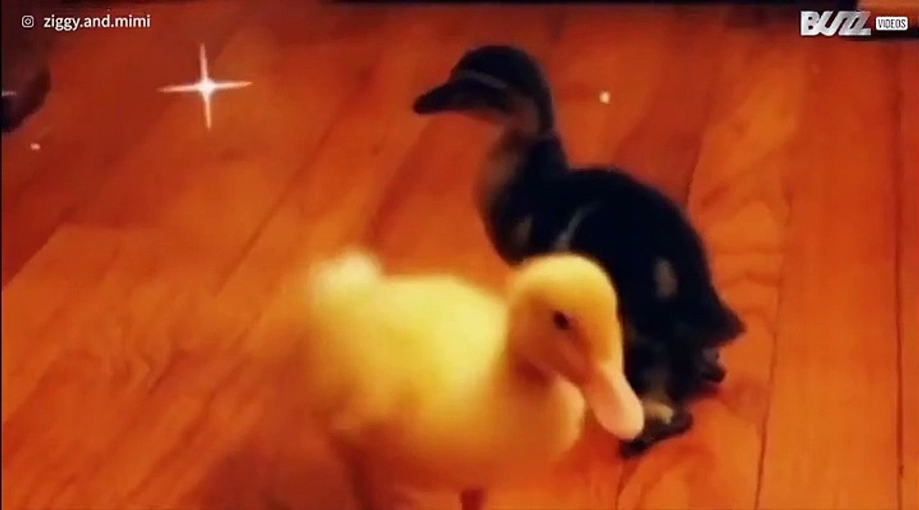 Avez-vous déjà vu un canard à quatre pattes?