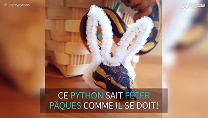 Ce python célèbre Pâques avec beaucoup d'allure