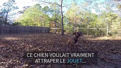 Ce chien n'arrive même pas à attraper une balle!