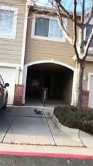 Squirrel Pastry Robbery || ViralHog