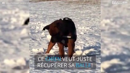Ce chien a une technique bien a lui pour chercher sa balle