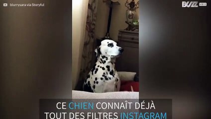 Les filtres Instagram n'ont aucun secrets pour le chien