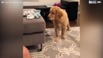 Ce golden retriever est obsédé par une paire de chaussettes!