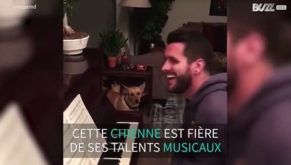 Un chien à la voix d'ange accompagne son maître au piano