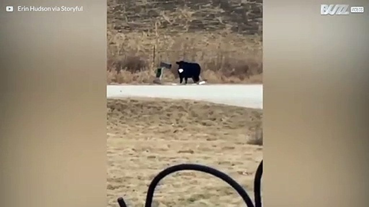 Affamée, une vache vole une lettre d'une boîte à lettres pour la manger