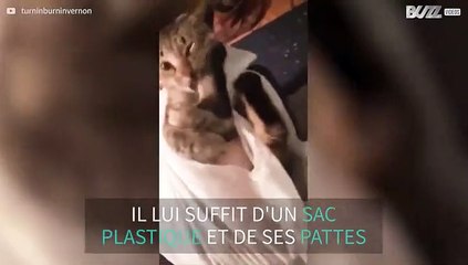 Ce chat se bat contre ses propres pattes!