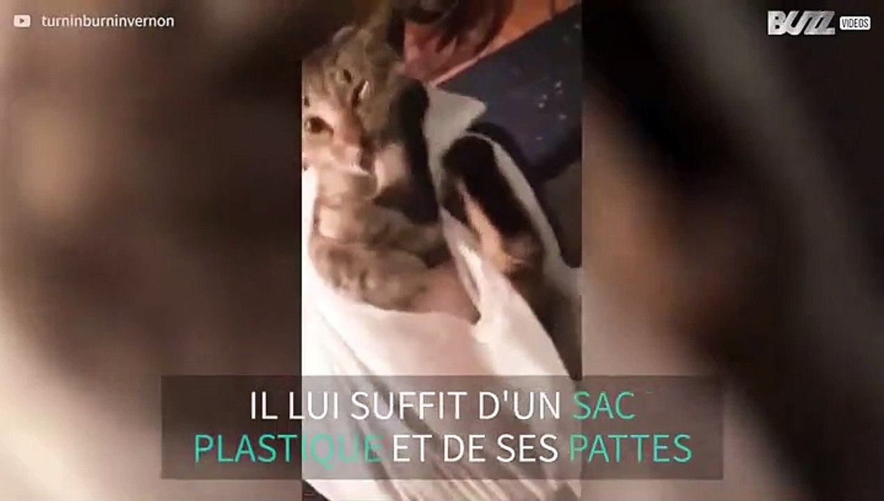 Ce chat se bat contre ses propres pattes!