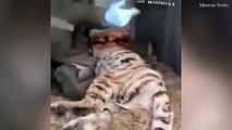 بالفيديو أنثى نمر مصابة تلجأ إلى قرية لتلقي العلاج