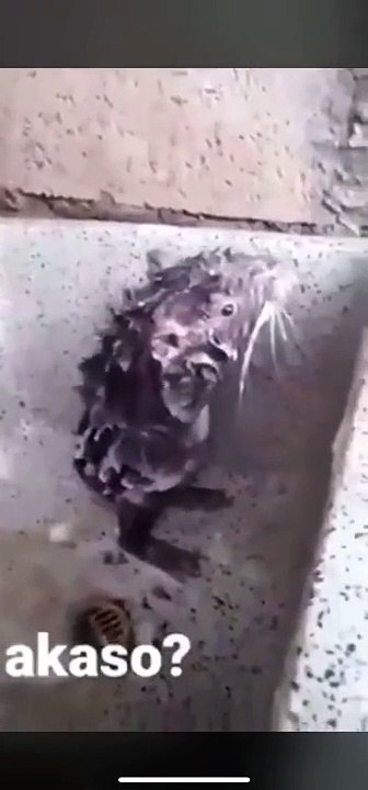 RAT TAKING A SHOWER LIKE A HUMAN