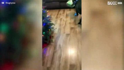 Ce chien perd la boule avec son cadeau de Noël