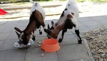 Ces chèvres s'offrent le luxe d'un petit déjeuner